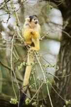 Black-capped squirrel monkey (Saimiri boliviensis) in a tree, Bavaria, Germany, Europe