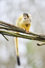 Black-capped squirrel monkey (Saimiri boliviensis) in a tree, Bavaria, Germany, Europe