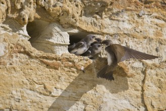 Sand martins (Riparia riparia), Emsland, Lower Saxony, Germany, Europe