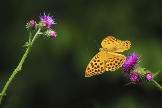 Silver-washed fritillary (Argynnis paphia), male, flying from flower of creeping thistle (Cirsium