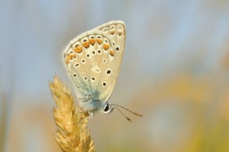 Common blue butterfly (Polyommatus icarus), underside, sitting on a blade of grass, Altmühlsee,