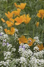 Flower meadow with California poppy (Eschscholzia californica), Emsland, Lower Saxony, Germany,