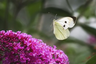 Cabbage butterfly (Pieris brassicae), flying, approaching flower of butterfly-bush (Buddleja