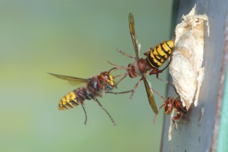 European hornets (Vespa crabro) approaching the nest in a bird nest box, in flight, highspeed