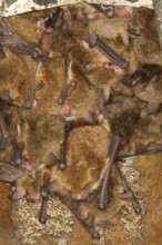 Fringed bat, natterer's bats (Myotis nattereri), in a bat box Bats, mammals, animals, Neunkirchen