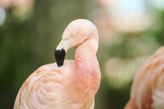 Greater flamingo (Phoenicopterus roseus) portrait, France, Europe