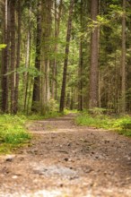 Small path in the forest, Black Forest, Germany, Europe