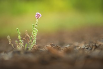 Close-up, bell heather (Erica tettalix), Neustadt am Rübenberge, Germany, Europe