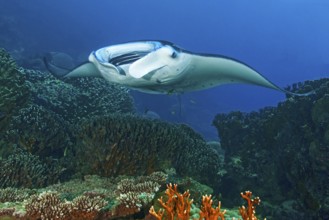 Symbiotic behaviour Symbiosis of reef manta ray (Manta alfredi) Manta ray hovers at waits over