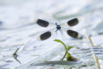 Banded demoiselle (calopteryx splendens), male approaching aquatic plant, Hesse, Germany, Europe