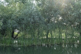 Trees grow in the water of Lacul Isaccel, a lake in the Danube Delta. UNESCO Danube Delta Biosphere