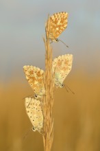 Chalkhill blues (Lysandra coridon) Other animals, Insects, Butterflies, Animals, Bad Neustadt an