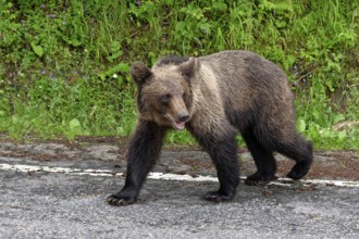 Young brown bear at the Transfagara, the Transfogaras High Road in the Fagaras Mountains, also