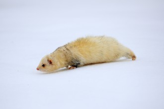 Ferret (Mustela putorius furo), adult, albino, in winter, in the snow, Bohemian Forest, Czech