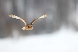 Central European barn owl (Tyto alba guttata), adult, flying, in winter, in snow, Bohemian Forest,