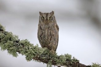 European scops owl (Otus scops), adult, perch, winter, snow, alert, Bohemian Forest, Czech