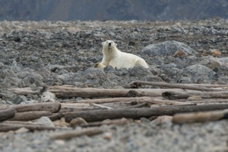 Reclining polar bear (Ursus maritimus), male, Blomstrandhalvoya, Svalbard and Jan Mayen