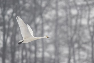 Tundra swan (Cygnus bewickii), Emsland, Lower Saxony, Germany, Europe