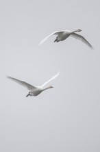 Whooper swans (Cygnus cygnus) flying, Emsland, Lower Saxony, Germany, Europe