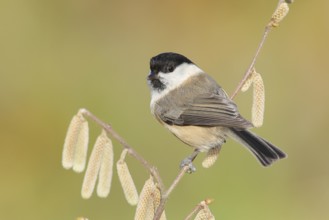 Marsh tit (Parus palustris) wildlife, sitting on a branch of the common hazel (Corylus avellana),