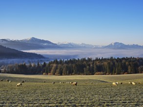 Flock of sheep standing in a meadow, behind a sea of fog with Pilatus and Rigi, near Baar, Canton