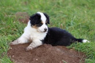 Miniature American Shepherd (Canis lupus familiaris) puppy, A puppy on a mound of earth,