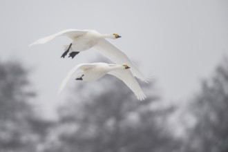 Whooper swans (Cygnus cygnus), Emsland, Lower Saxony, Germany, Europe