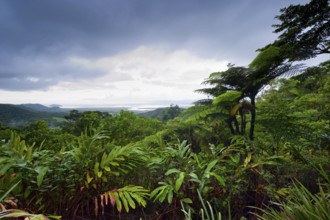 Rainforest, jungle, tropical forest, tropics, rain, nature, landscape, Daintree National Park,