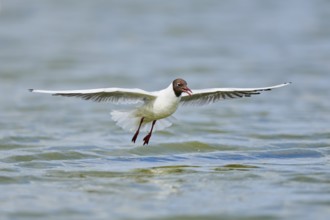 Black-headed gull (Chroicocephalus ridibundus) hunting on the water surface, flying, Camargue,