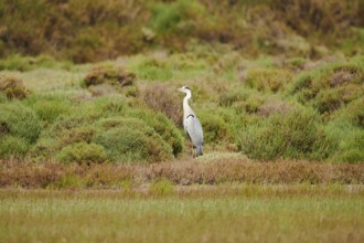 Grey heron (Ardea cinerea) standing in the bushes on a sandbank, Camargue, France, Europe