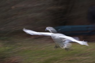 Mute swan (Cygnus olor) approaching, moving, motion blur, Hesse, Germany, Europe