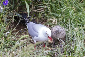 Gulls (Larinae), chicks, Otago Peninsula, New Zealand, Oceania