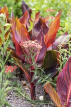 Sumpfschafgarbe (Achillea distans) und Indisches Blumenrohr (Canna indica L.), Botanischer Garten,