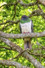 Taube (Hemiphaga novaeseelandiae), Schloss Larnach, Garten, Neuseeland