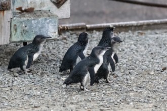 Blauer Pinguin (Eudyptula minor), Oamaru, Bezirk Waitaki, Otago, Neuseeland