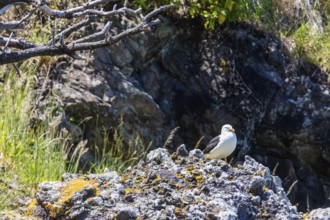 Möwen (Larinae), Bootsfahrt, Akaroa, Banks Peninsula, Canterbury, Neuseeland