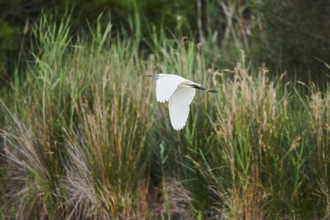 Great egret (Ardea alba) starting from the reed, Camargue, France, Europe