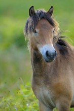 Exmoor pony, stallion