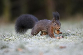 Squirrel (Sciurus vulgaris), Germany, Europe