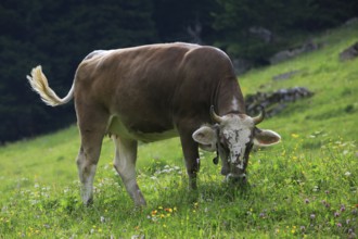 House cattle on alp, Switzerland, Europe