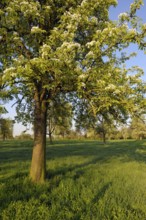 Fruit tree, fruit meadow, Löhnen, Lower Rhine, North Rhine-Westphalia, Germany, Europe