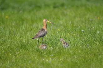 Black-tailed godwit (Limosa limosa) with chicks in meadow, Netherlands