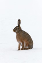 European hare (Lepus europaeus) sitting in snow in winter, Germany, Europe