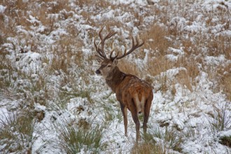 Red deer (Cervus elaphus) Deer in the snow in winter, Germany, Europe