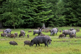 Wild boar, wild boars (Sus scrofa), pigs, swine, ungulates, even-toed ungulates, mammals, animals,