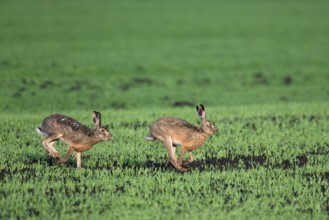 European hare (Lepus europaeus), buck chasing doe in field during breeding season, Germany, Europe