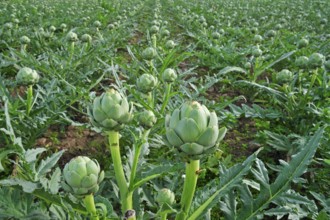 Cultivated globe artichoke (Cynara cardunculus var. scolymus) buds grow in the field