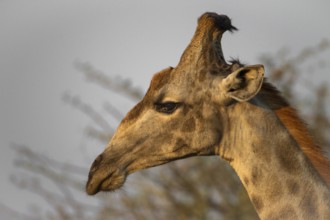 Close-up of the side of the face of a male giraffe, South african giraffe (Girrafa girrafa