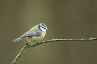 Blue Tit (Parus caerlueus) in Bad Schönborn, Baden-Württemberg, Germany, Europe