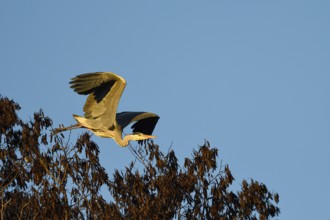 Grey heron (Ardea cinerea), taking off, Oberhausen, Ruhr area, North Rhine-Westphalia, Germany,